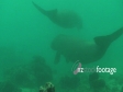 Dugong 2 1892